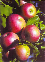 A big apple with pouring water welcomes you symbolizing Almaty or Alma Ata, father of apples