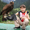 Golden Eagle hunting watching  at Syugaty valley