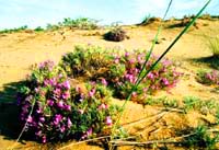 Kulujun Nature Reserve. Kazakhstan nature