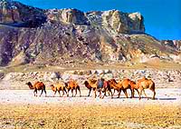 Ustyurt National Biosphere Reserve. Kazakhstan nature