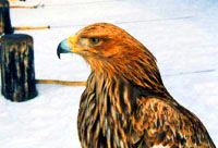 Eagle hunting in Kazakhstan. Kazakhstan photos