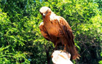 Eagle hunting in Kazakhstan. Kazakhstan photos